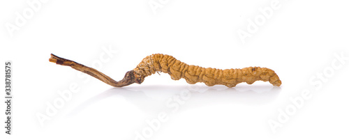 Ophiocordyceps sinensis (CHONG CAO, DONG CHONG XIA CAO) or mushroom cordyceps this is a herbs on white background