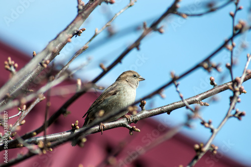 little sparrow sits on branches