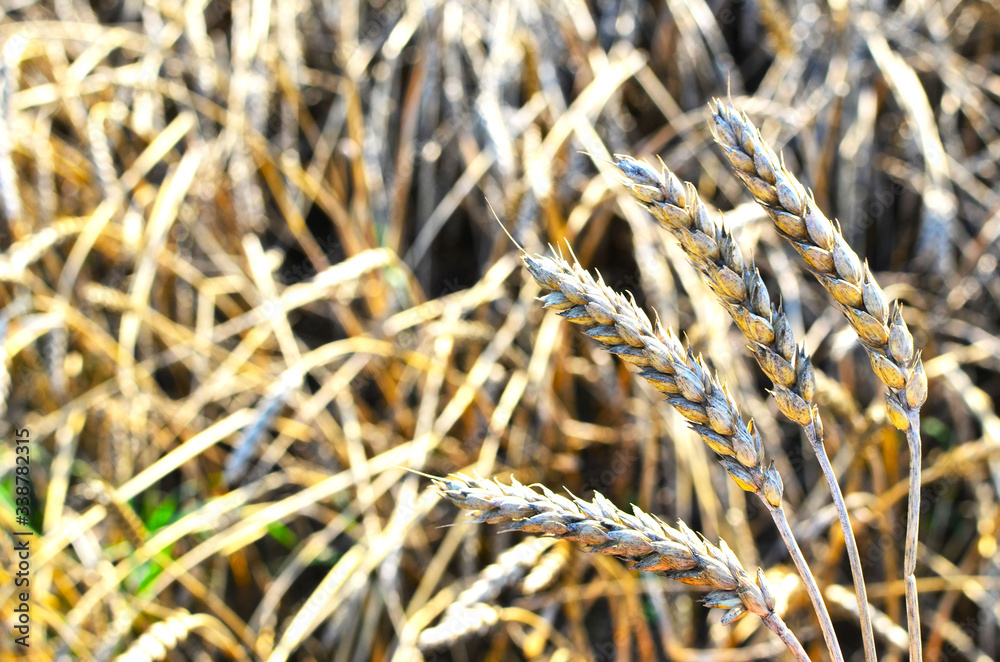 Fototapeta premium View of a field with ripe wheat with a golden hue in the sun. Summer harvest. Farm, production of flour, bread and bakery products. Agricultural landscape, growing crops, background, textures - Image
