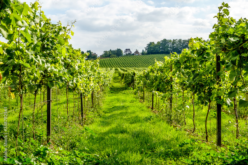 English vineyard landscape Surrey UK