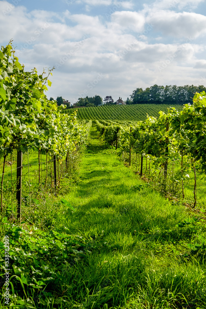 English vineyard landscape Surrey UK