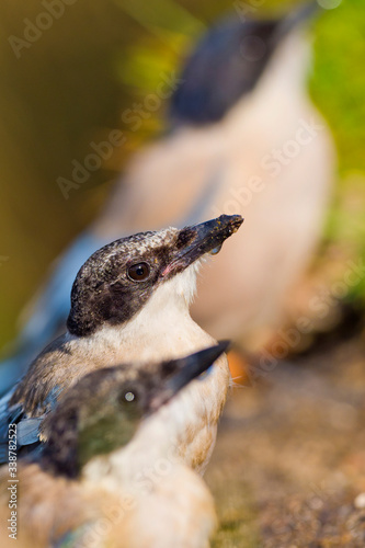 Azure-winged Magpie, Cyanopica cooki, Rabilargo, Castilla y León, Spain, Europe photo