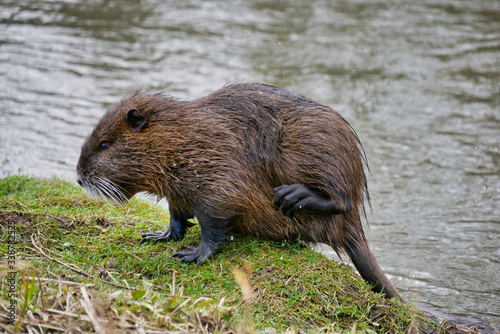Wild lebende Nutrias am Fluss