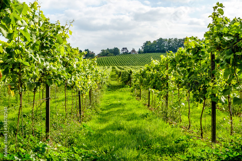 English vineyard landscape with rows of vines Dorking Surrey UK