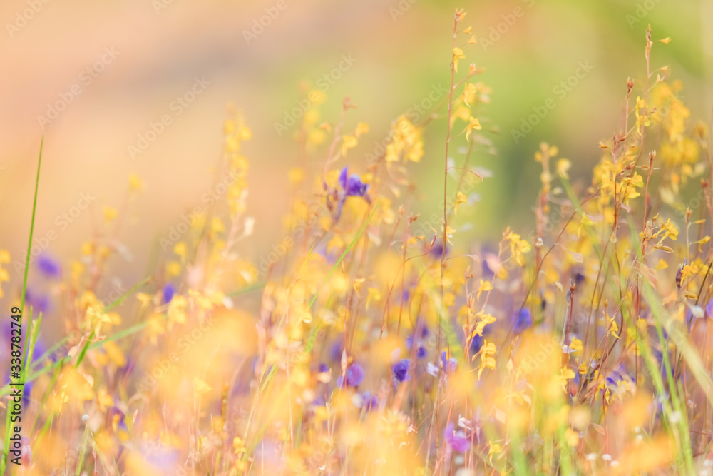 blurred of yellow and purple flower