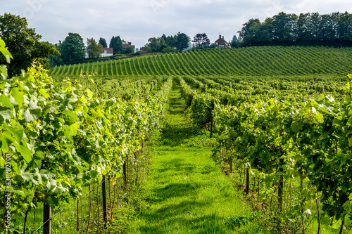 English vineyard landscape with rows of vines Dorking Surrey UK