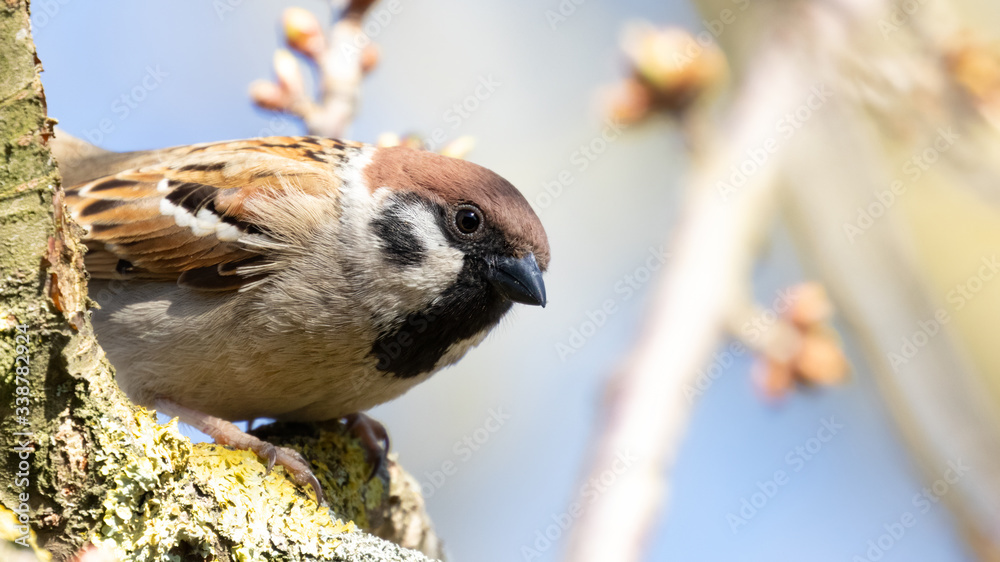 Naklejka premium Eurasien Tree Sparrow (passer montanus) perched on brown branch during spring in Germany