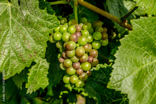 grapes close up English vineyard Surrey UK