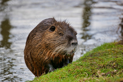 Wild lebende Nutrias am Fluss