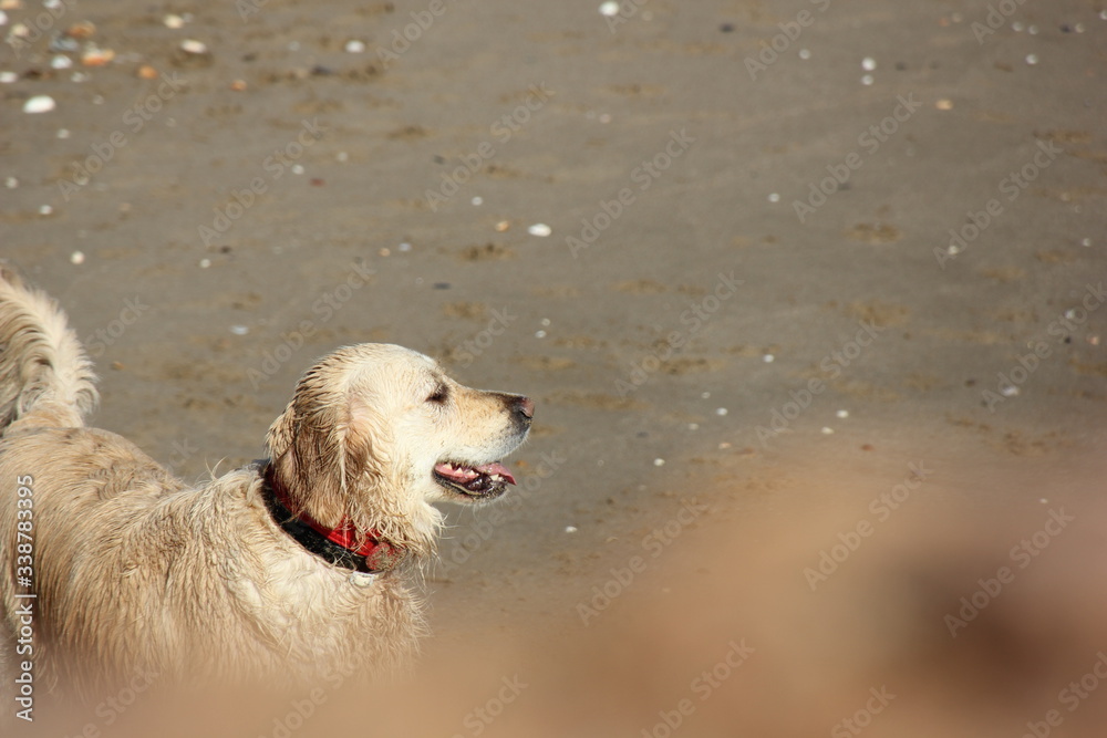 a full-length wet golden retriever with a black and red collar on the beach looking at the sea with open mouth a full-length wet golden retriever with a black and red collar on the beach looking at the sea with open mouth