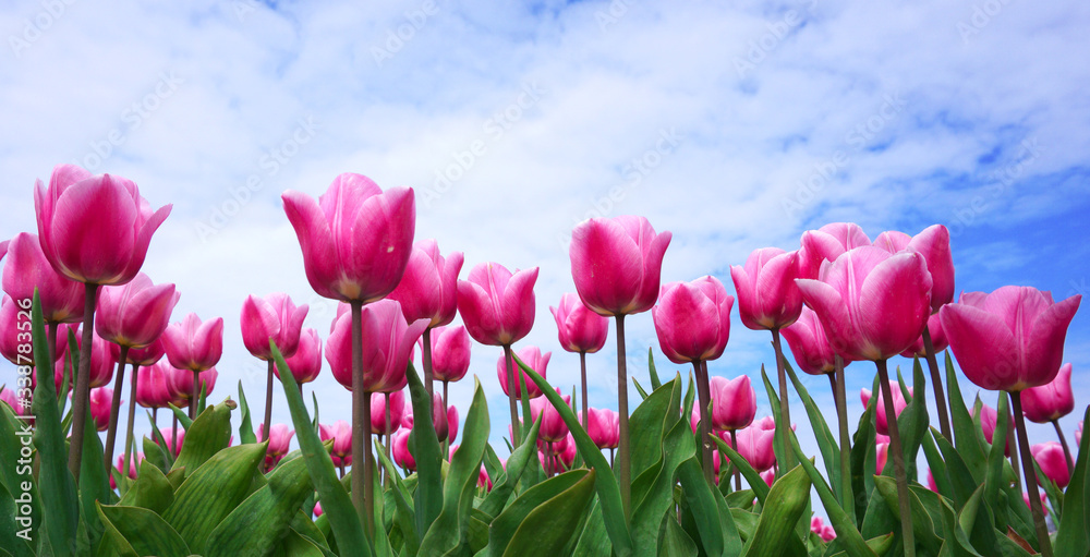 Beautiful pink tulip flowers blooming flowers in springtime in the Netherlands real Dutch tulips