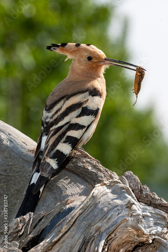 Hoopoe, Upupa epops, standing backwards on a trunk with an inse on an unfocused background.