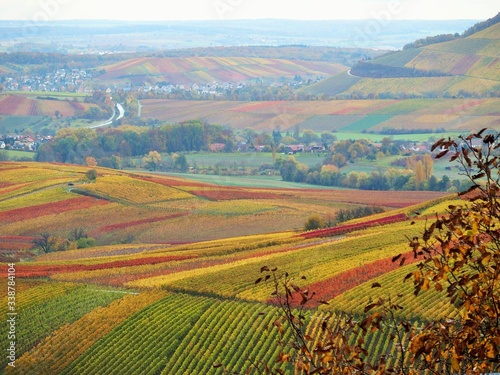 Strahlend gefärbte Weinberge im Herbst