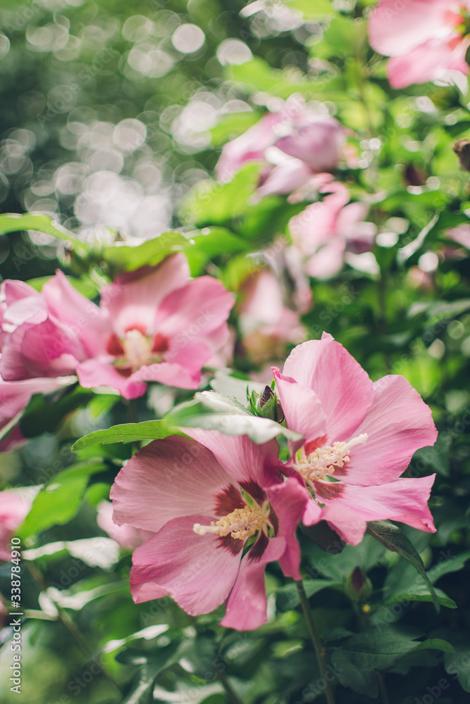 Obraz premium Fleures roses pastel