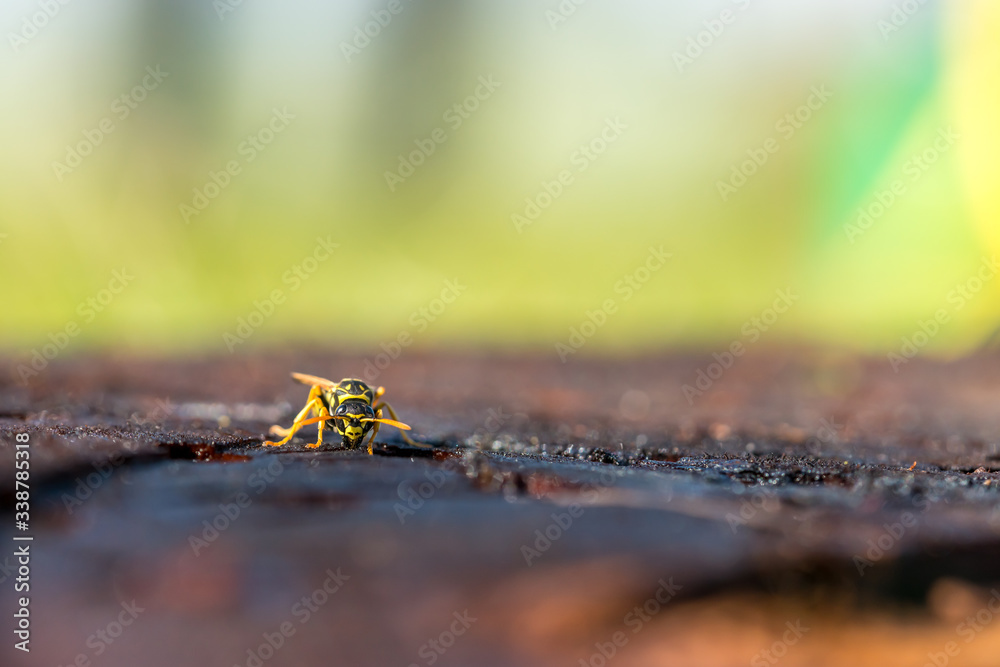 Fototapeta premium Close up of a wasp on a tree trunk