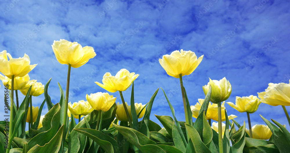 Obraz premium Panoramic view of blooming yellow/white tulips flowers in springtime real Dutch landscape