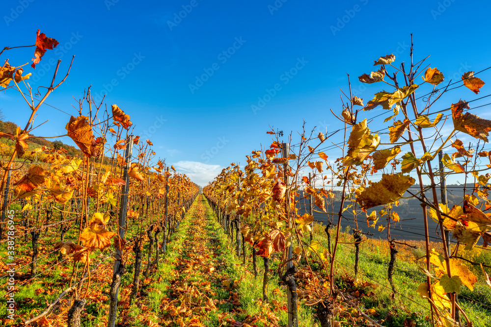 Colorful rows of grapevine in fall