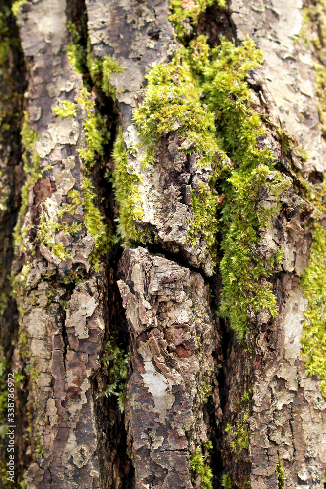 tree bark texture tree bark texture