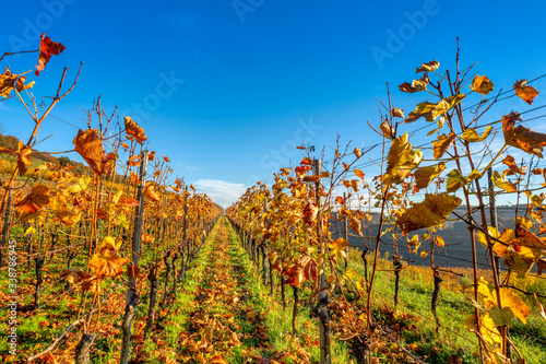 Fototapeta Naklejka Na Ścianę i Meble -  Colorful rows of grapevine in fall