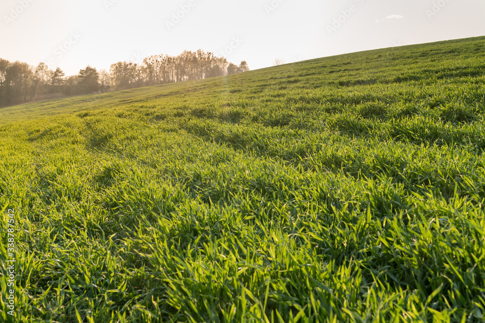 Landscape view of green winter crops field in spring. Landscape view of green winter crops field in spring.