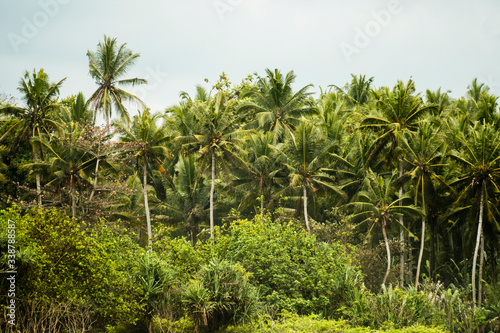 Lush green rainforest with beautiful palm trees.