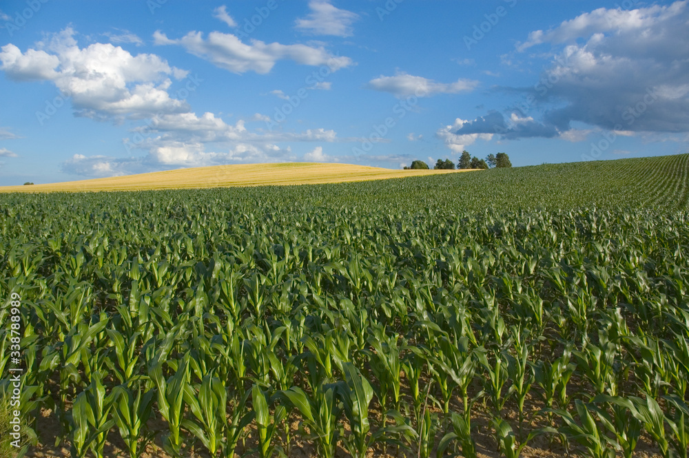 Corn field on a small hill