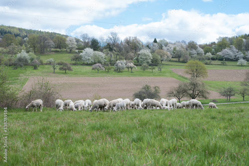 Fototapeta premium Schafherde auf der Wiese mit Obstbäumen im Frühling