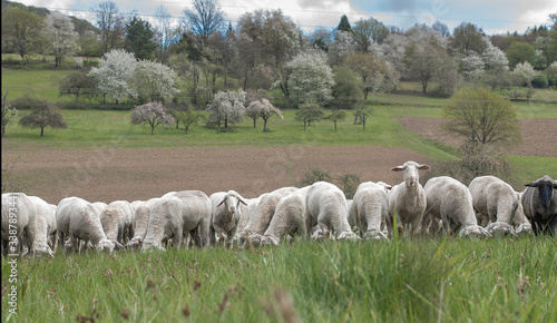 Schafe auf der Obstwiese