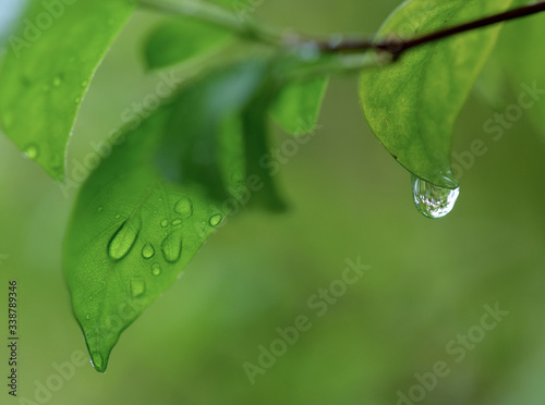 Water droplets on the leaves