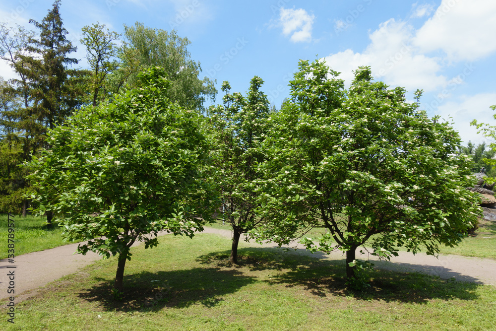 3 blossoming trees of Sorbus aria in mid May - obrazy, fototapety, plakaty 