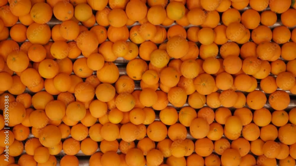 Freshly harvested oranges on a conveyor belt in processing plant