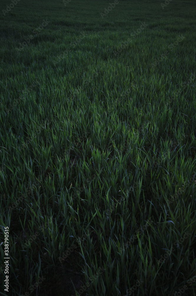 Grüne Wiese Grüne Wiese
