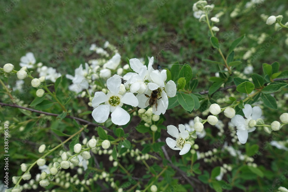 Bee pollinating white flowers of pearl bush in May Bee pollinating white flowers of pearl bush in May