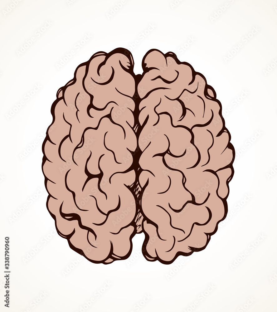 Brain. Vector drawing Brain. Vector drawing