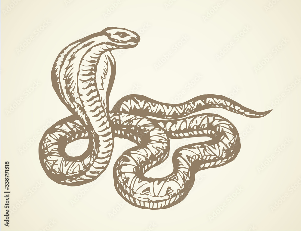 Fototapeta premium Snake. Vector drawing