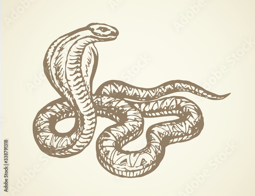 Snake. Vector drawing