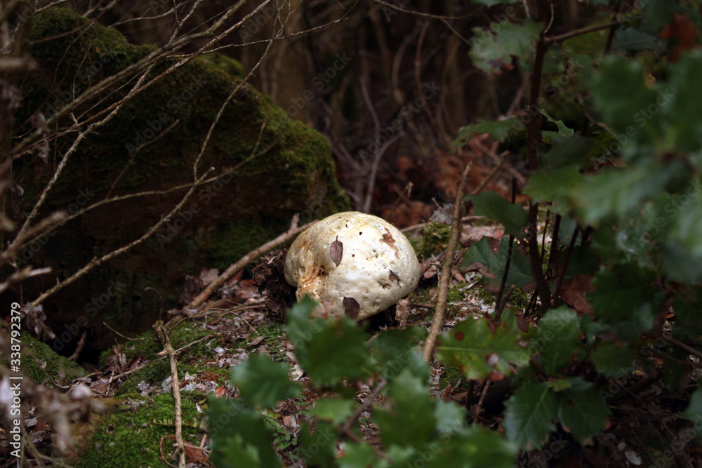 Champignon Sous-bois