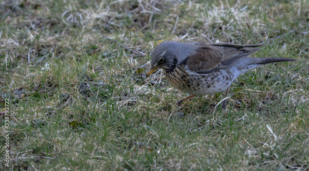 Kwiczoł, Turdus pilaris, średniej wielkości ptak wędrowny z rodziny drozdowatych Kwiczoł, Turdus pilaris, średniej wielkości ptak wędrowny z rodziny drozdowatych