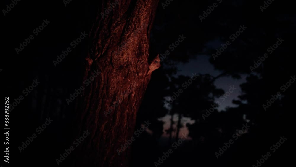 Firelight bouncing off nearby tree after sunset. Firelight bouncing off nearby tree after sunset.