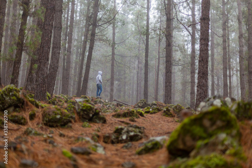 A young man with a hood standing inside a very high trees forest in Teide National Park  Tenerife