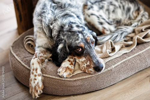 Cocker spaniel.
