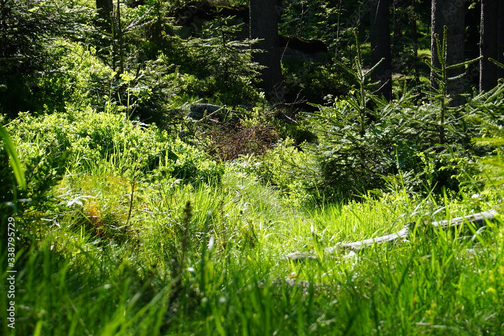 Fototapeta premium Growing forest, Karkonoski National Park, Poland. May 2019
