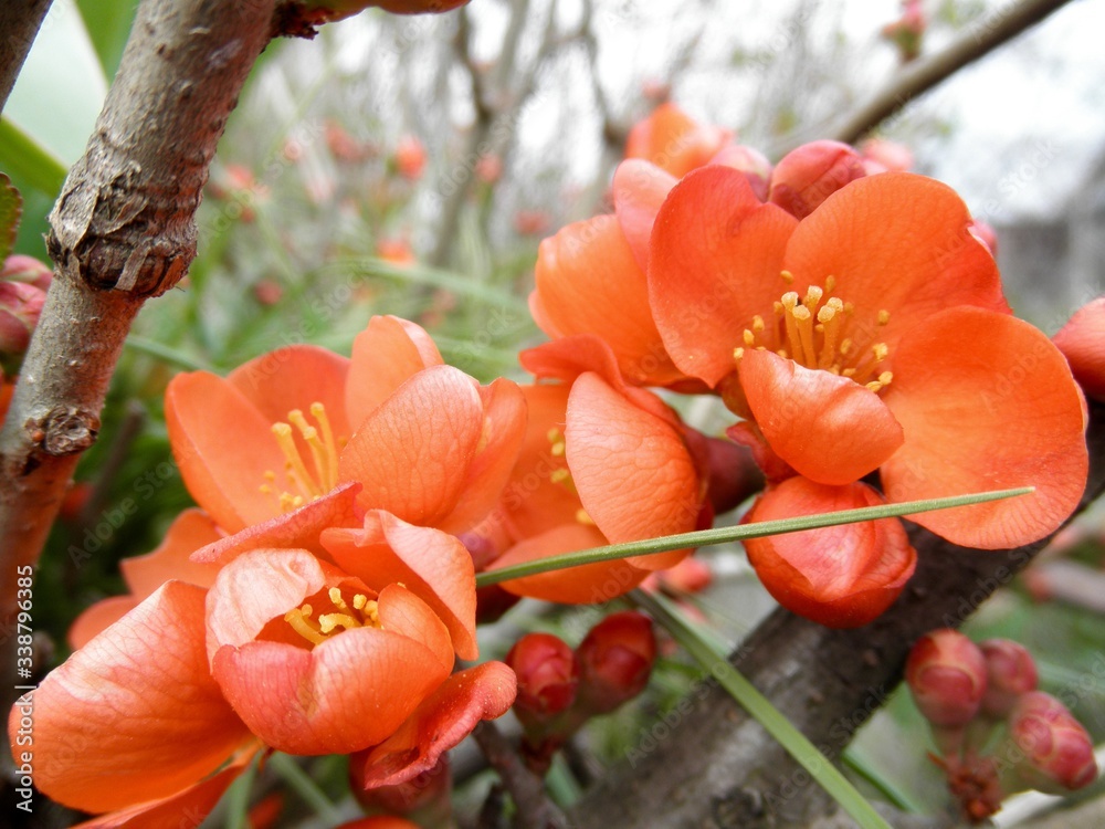 Inflorescence of Japanese quince. Close-up photo Inflorescence of Japanese quince. Close-up photo