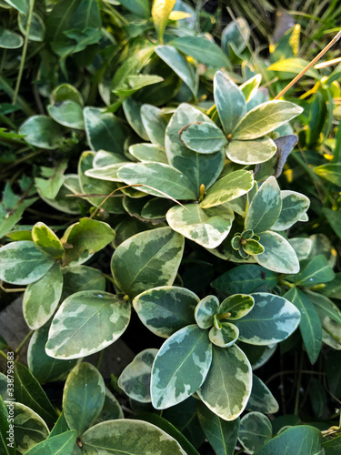 close up of a plant