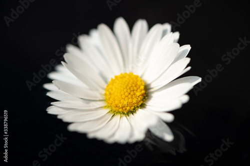 Closeup of a daisy lying on water
