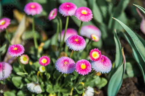 pink daisies in a flower bed in spring