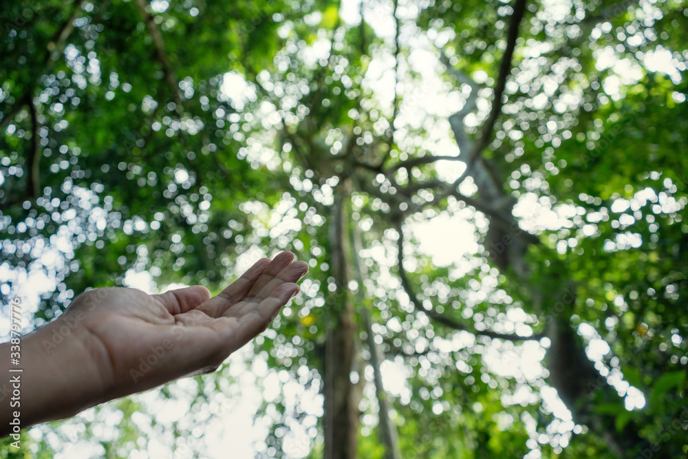 Hand praying for blessing from god on sun and forest background,Christian Religion concept.. Hand praying for blessing from god on sun and forest background,Christian Religion concept..