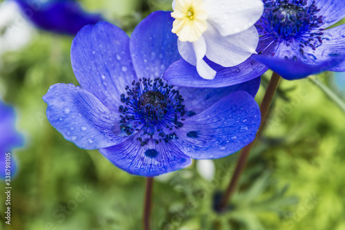 blue and white flower blossoms with raindrops 