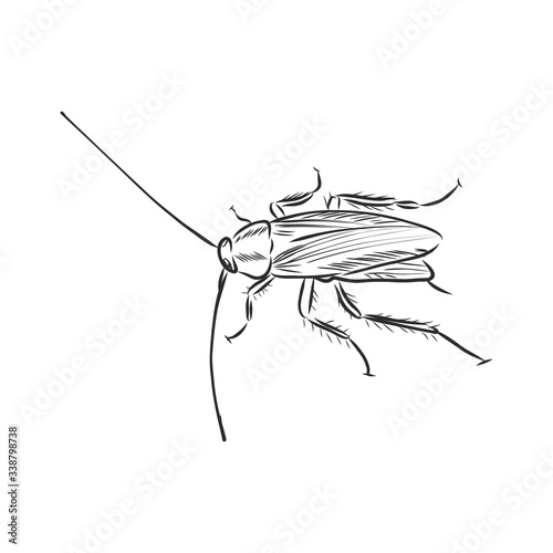 cockroach insect pest, realistic vector sketch illustration