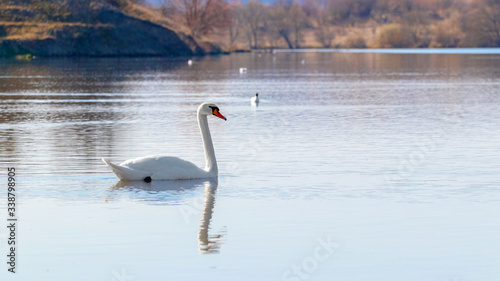 Lone swan on the river in the morning © Volodymyr